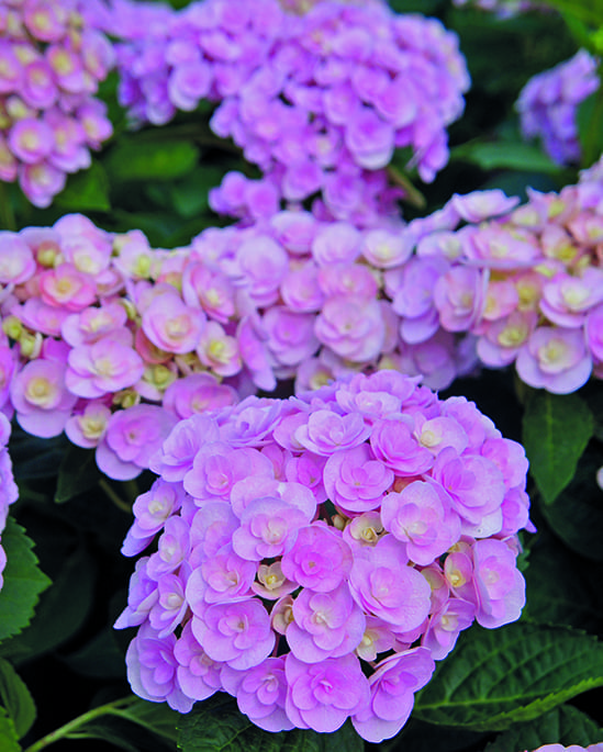 Hydrangea - Hoogenraad Handelskwekerijen bv - Descubra nuestra amplia gama  de hortensias