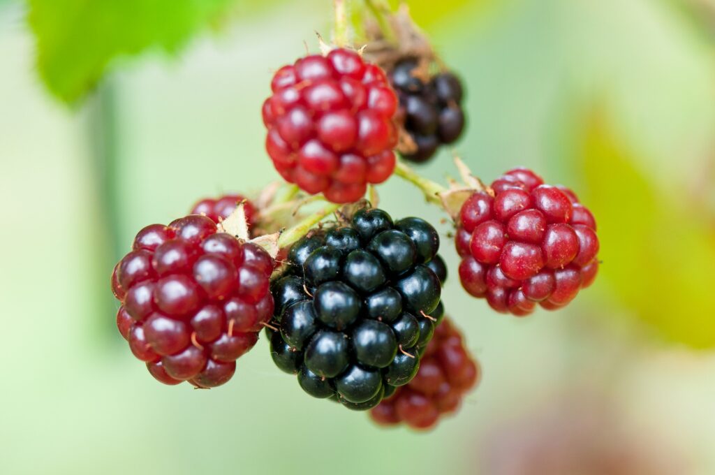 Rubus blackberry