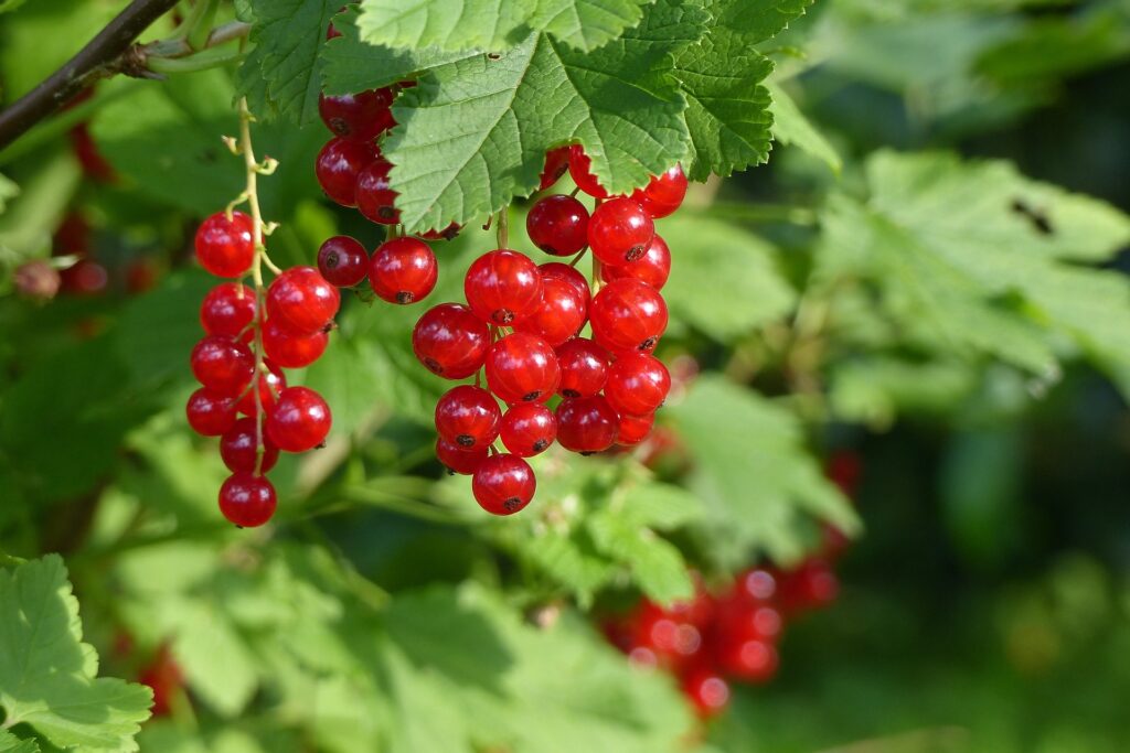 Ribes Currant