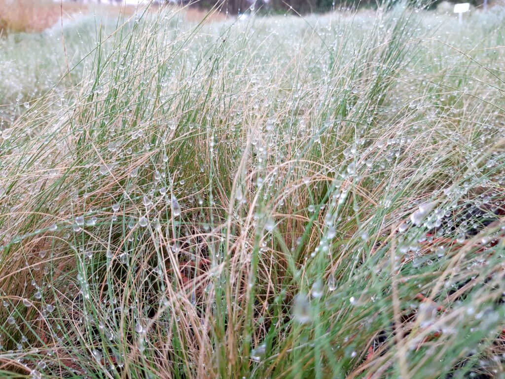 ornamental grass