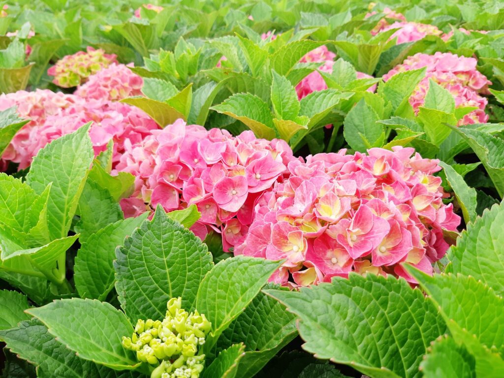 hortensia macrophylla