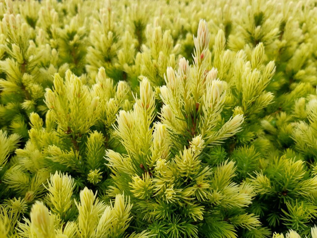 Picea glauca 'Біла маргаритка'