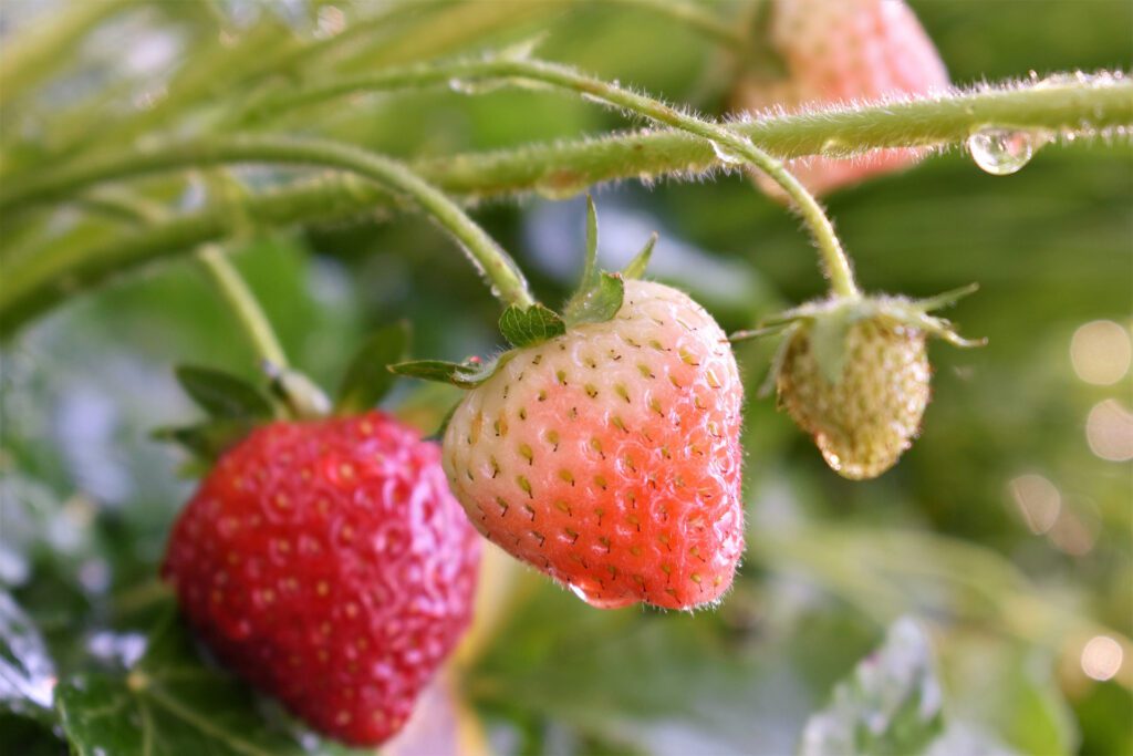 Fragaria strawberry