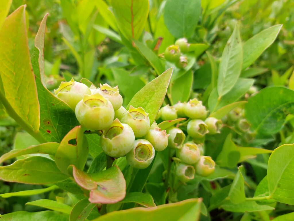 Vaccinium corymbosum