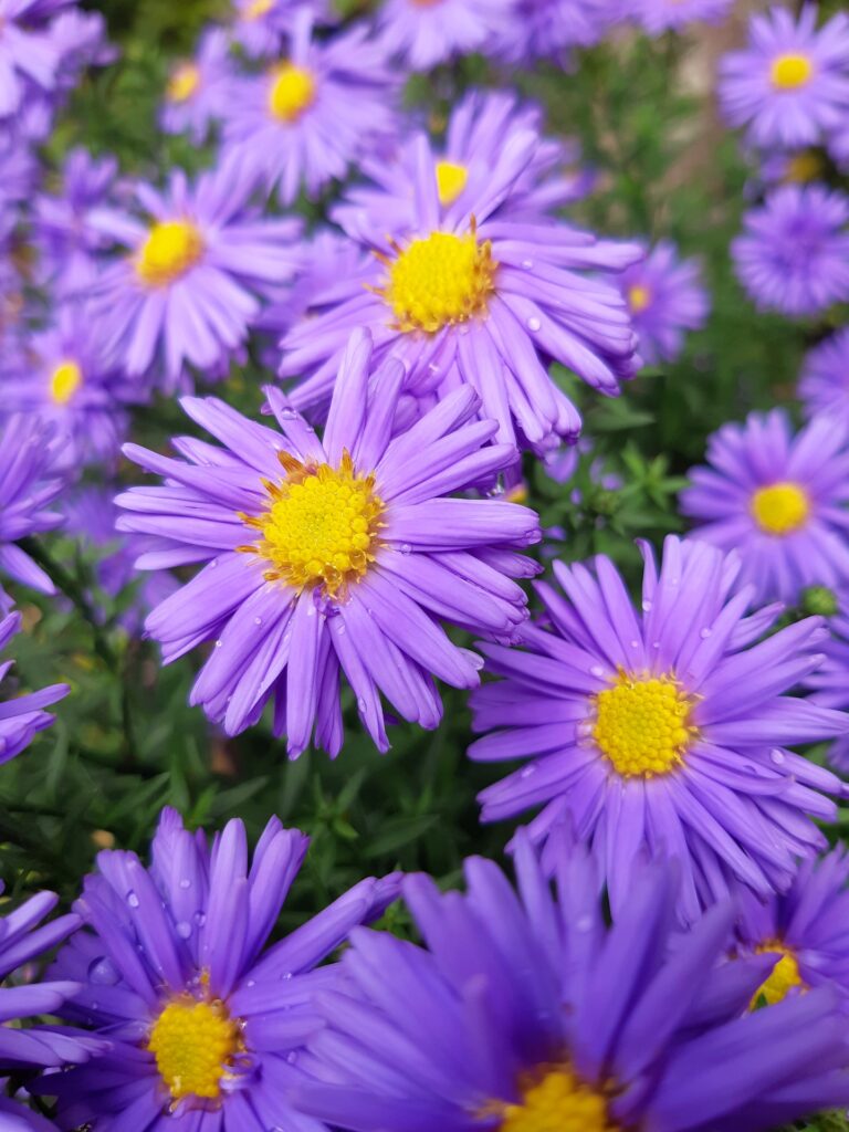 aster