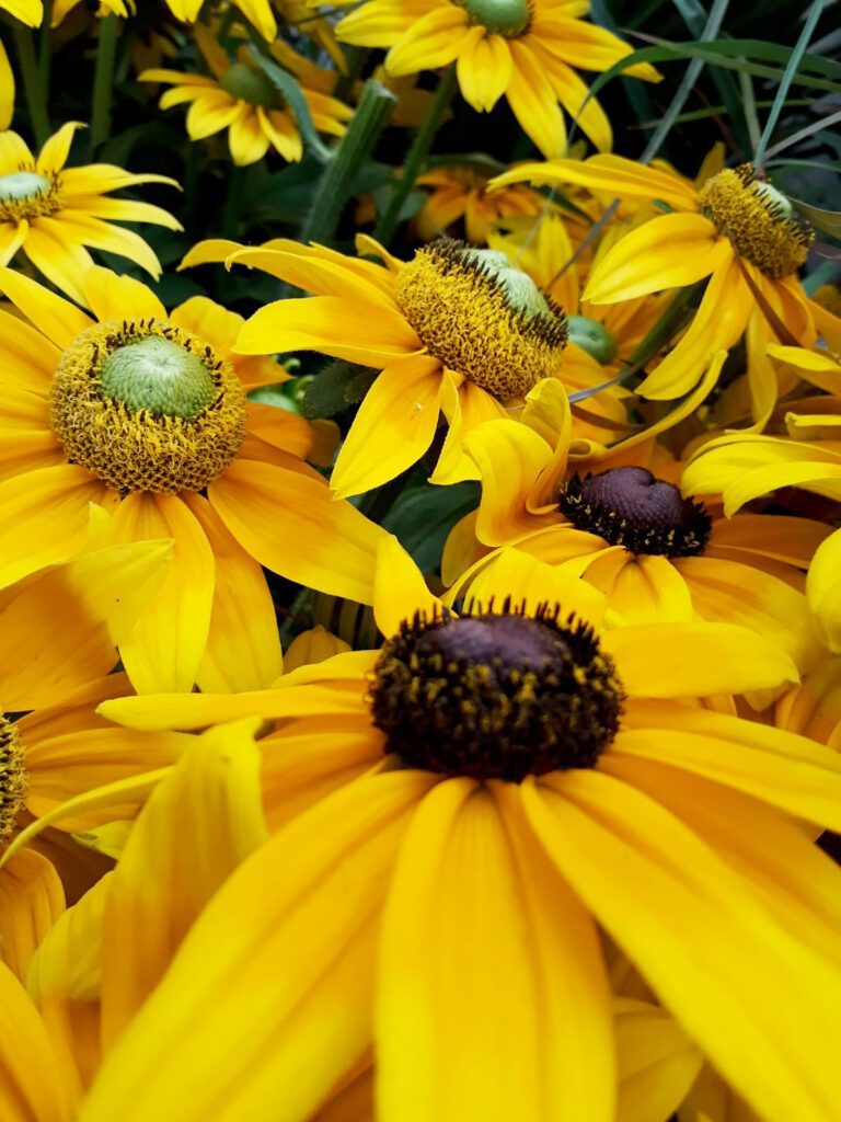 rudbeckia