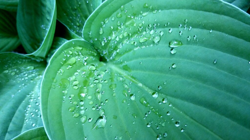 hosta