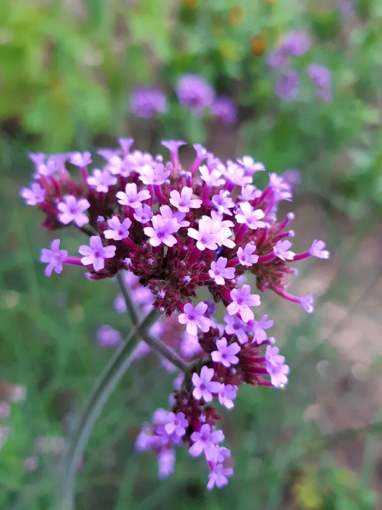 Verbena