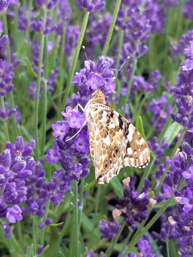 Lavandula, butterfly, lavender