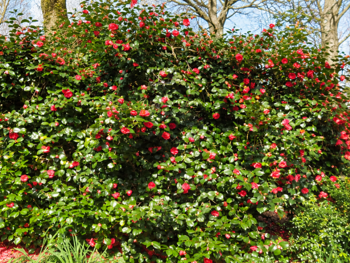 Evergreen elegance – Camellia in the spotlight