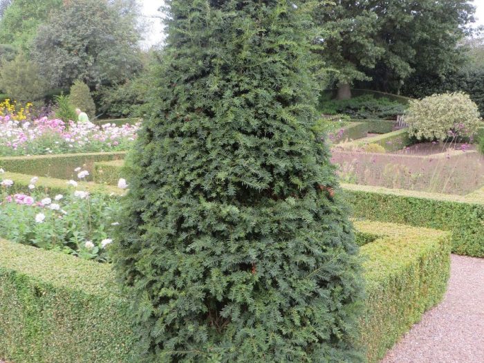 Meet us at GrootGroenPlus & discover our Taxus range