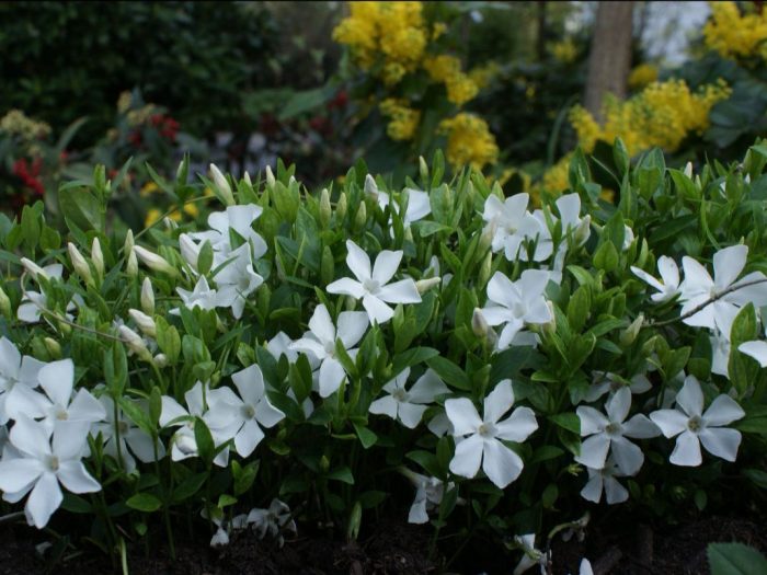 Groundcover perennials in the spotlight