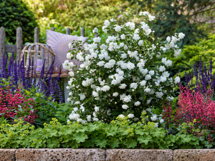From fragrance to flowers – Philadelphus in the spotlight