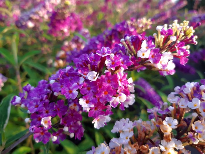 Ягоди і вершки Buddleja