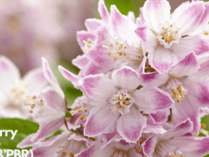 Deutzia-Raspberry-Sundae-600x300