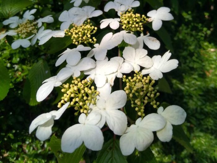 viburnum