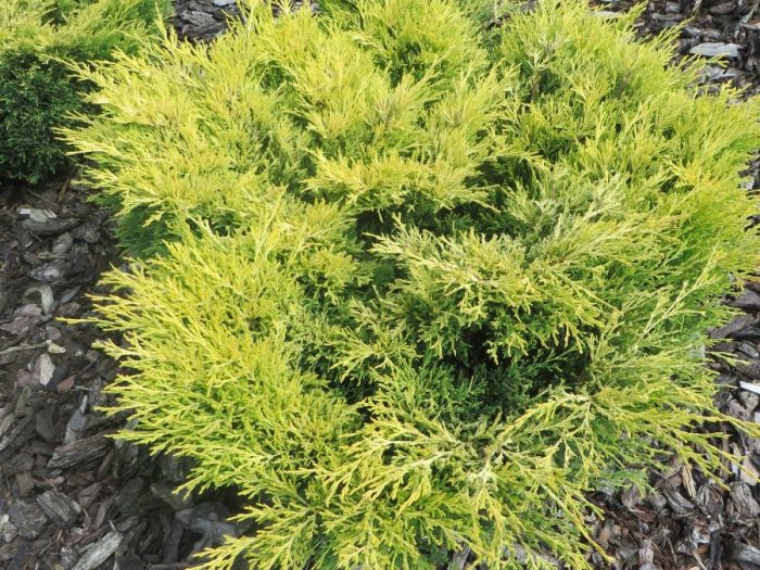 How low can you go? Juniperus in the spotlight