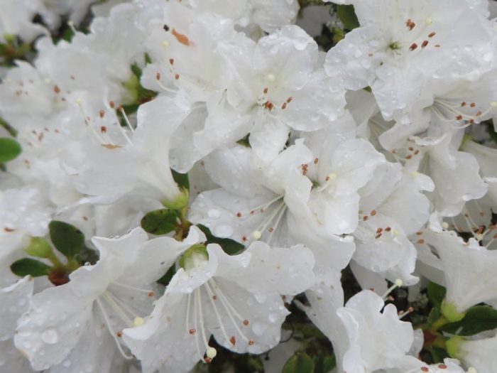 A world of colour in miniature – Japanese Azaleas