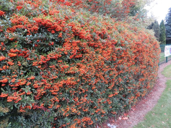 Autumn colour with Pyracantha