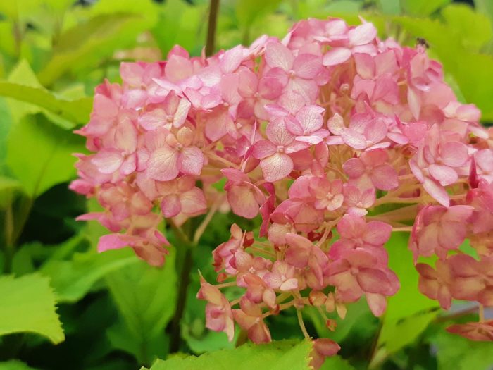 Ortensia arborescens Candybelle Bubblegum