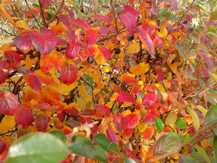 Cotoneaster