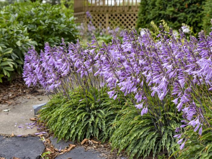 Hosta in the spotlight – meet the new ‘Silly String’