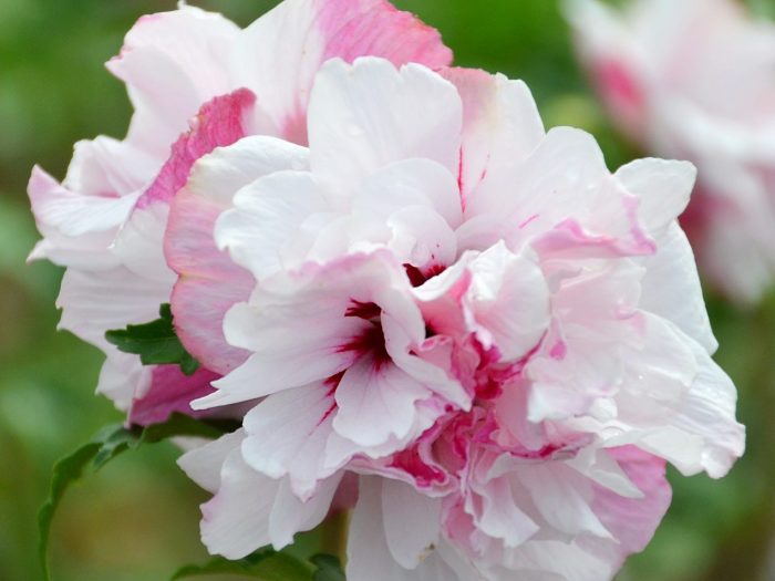  Hibiscus syriacus 'Mindoub1' (pbr) French Cabaret® Pastel 