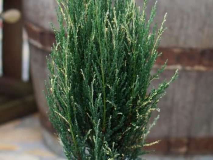 jusivar-Juniperus-Niebieski-Ivory_Pot-1-600x300