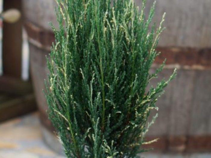 jusivar-Juniperus-Blauw-Ivoor_Pot-1-600x300