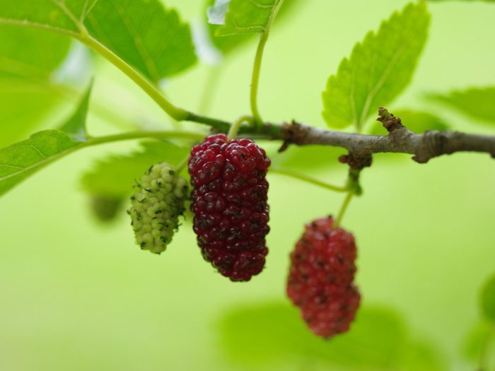 Morus mulberry