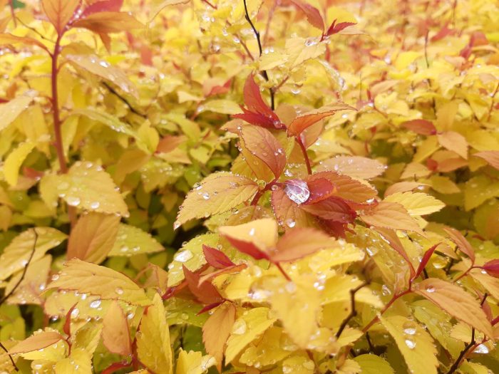 Spiraea japonica hojas de naranja